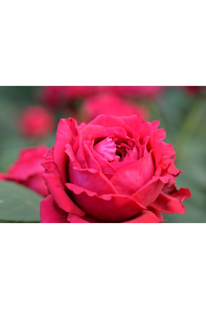 Роза 4-х Ветров – плотный бутон красного цвета